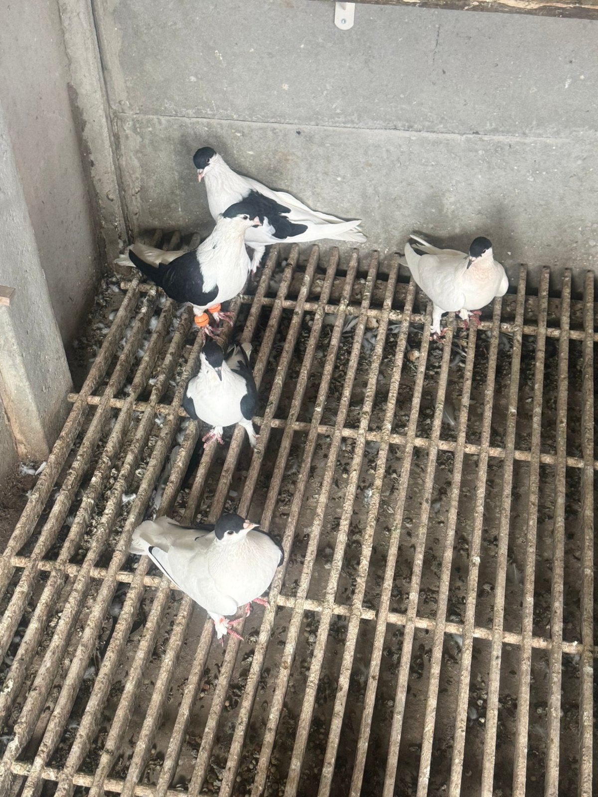 Afghaanse duiven, Dieren en Toebehoren, Vogels | Duiven, Meerdere dieren, Postduif