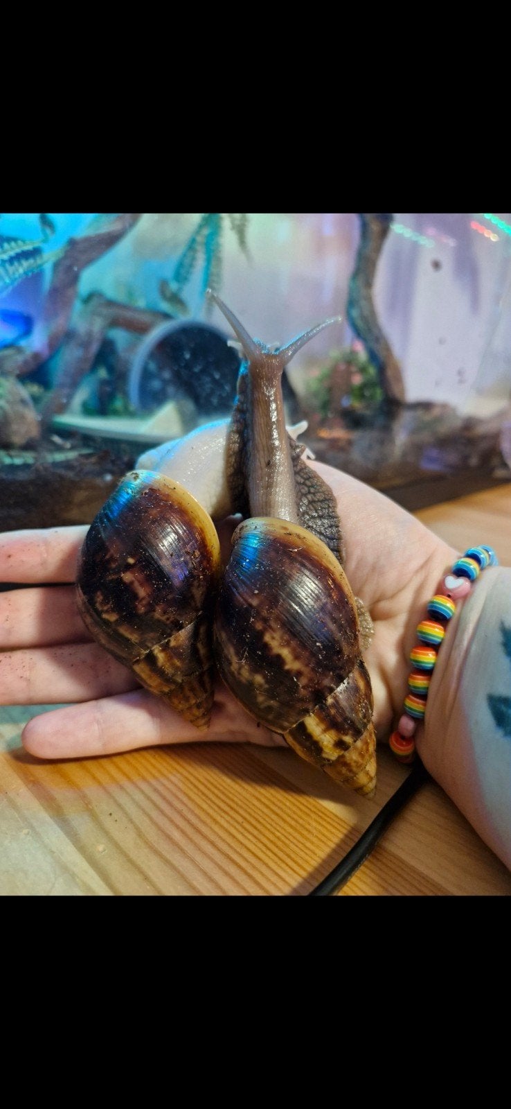 2 Afrikaanse reuzenslakken (Lissachatina Fulica 11cm), Huis en Inrichting, Ophalen