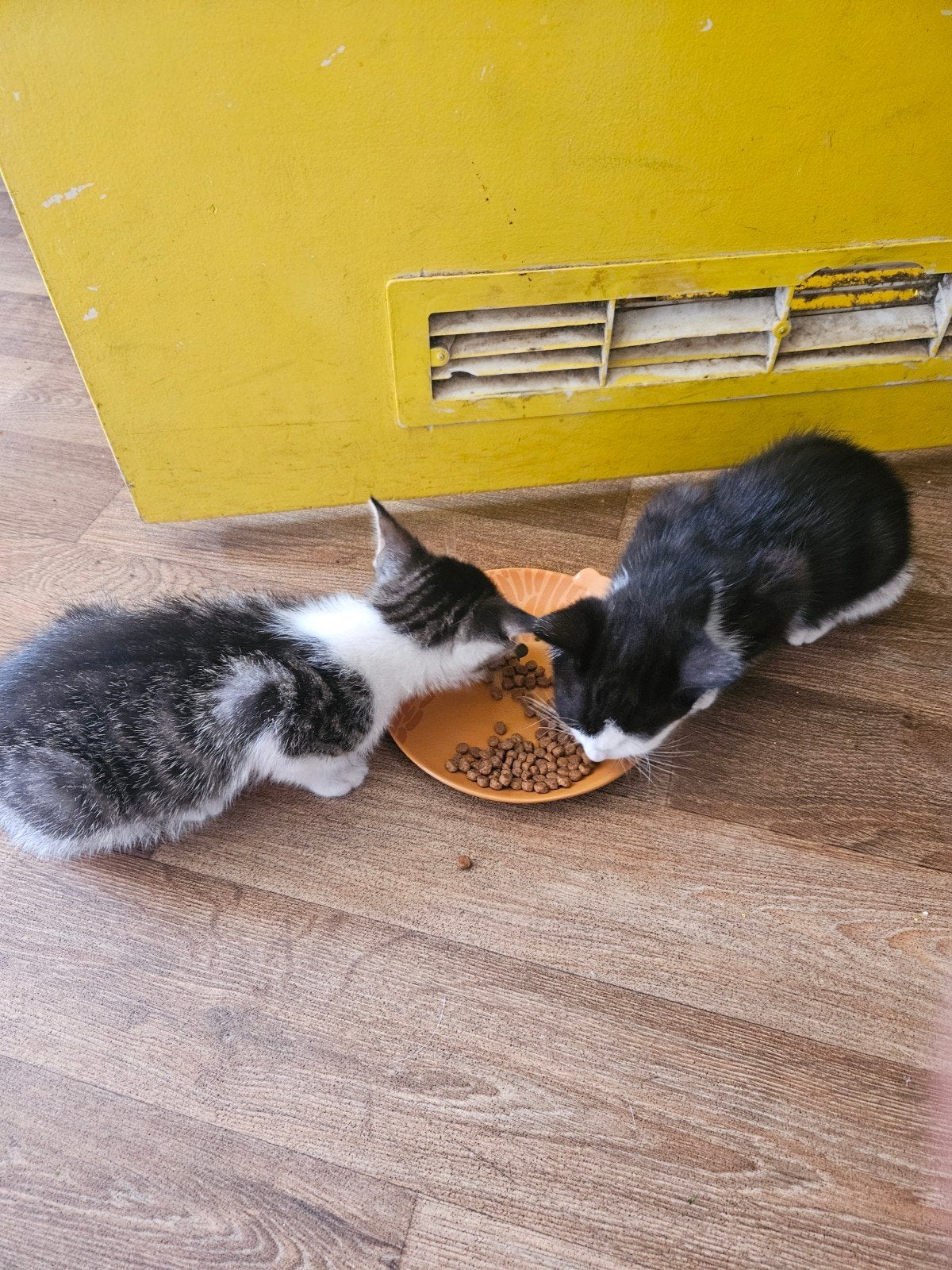kitten, Meerdere dieren, Kortharig, 0 tot 2 jaar