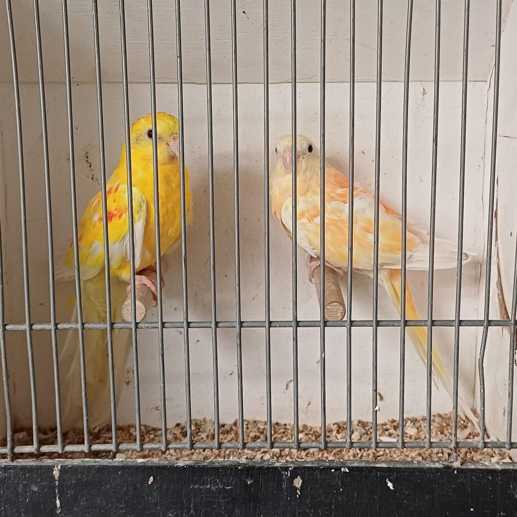 Broedrijp koppel Roodrugparkieten, Dieren en Toebehoren, Meerdere dieren, Parkiet, Geringd