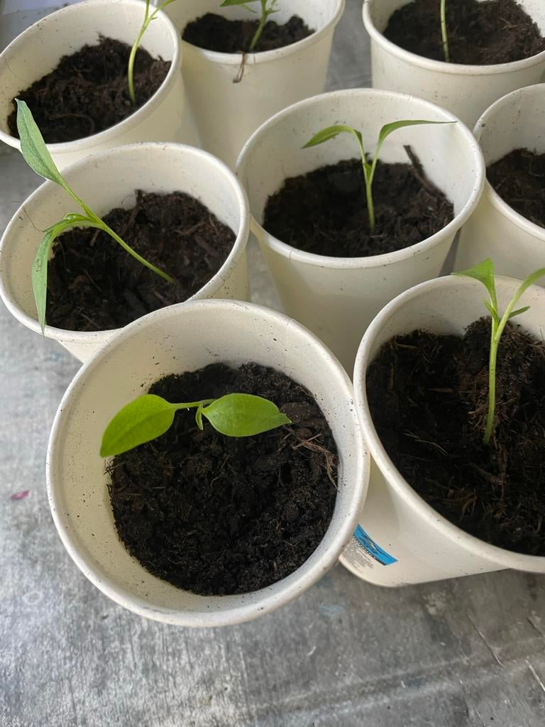 Chayenne peper plantjes - Vers en zoet, Ophalen, Eenjarig, Groenteplanten, Volle zon