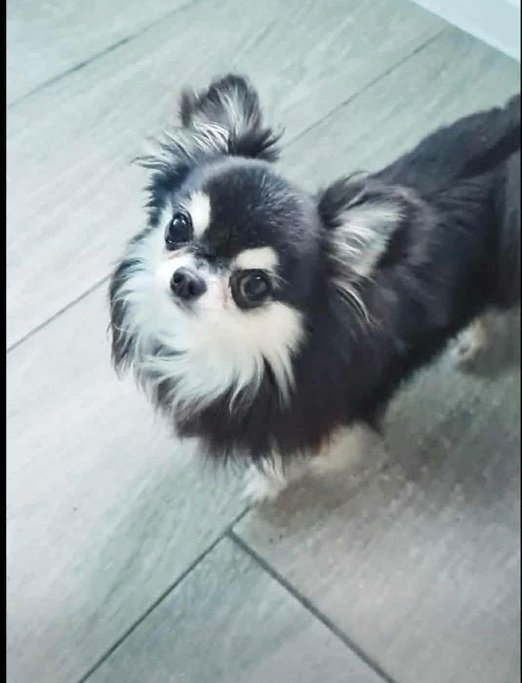 TK gevraagd Chihuahua, Teef, Eén hond, Chihuahua, 3 tot 5 jaar