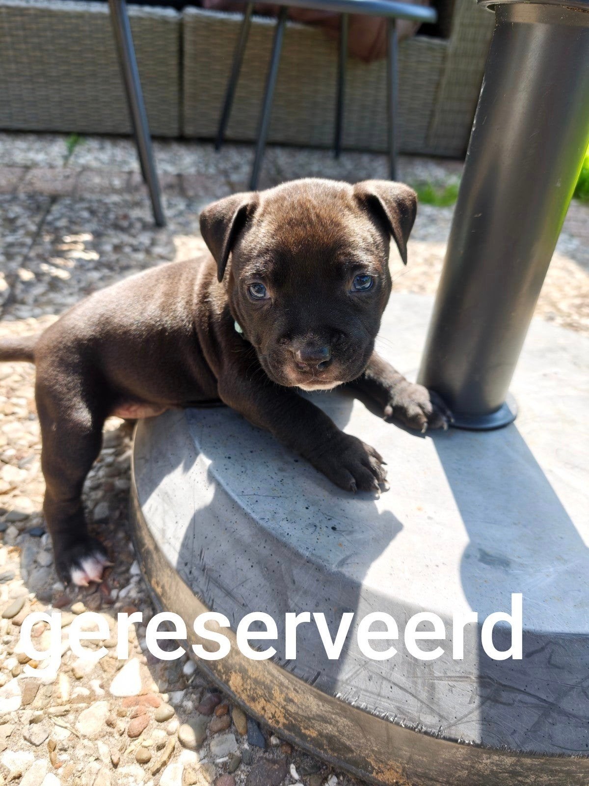 Pocket bully/ standaard bully pups, 8 tot 15 weken, Bulldog, Meerdere, Meerdere dieren