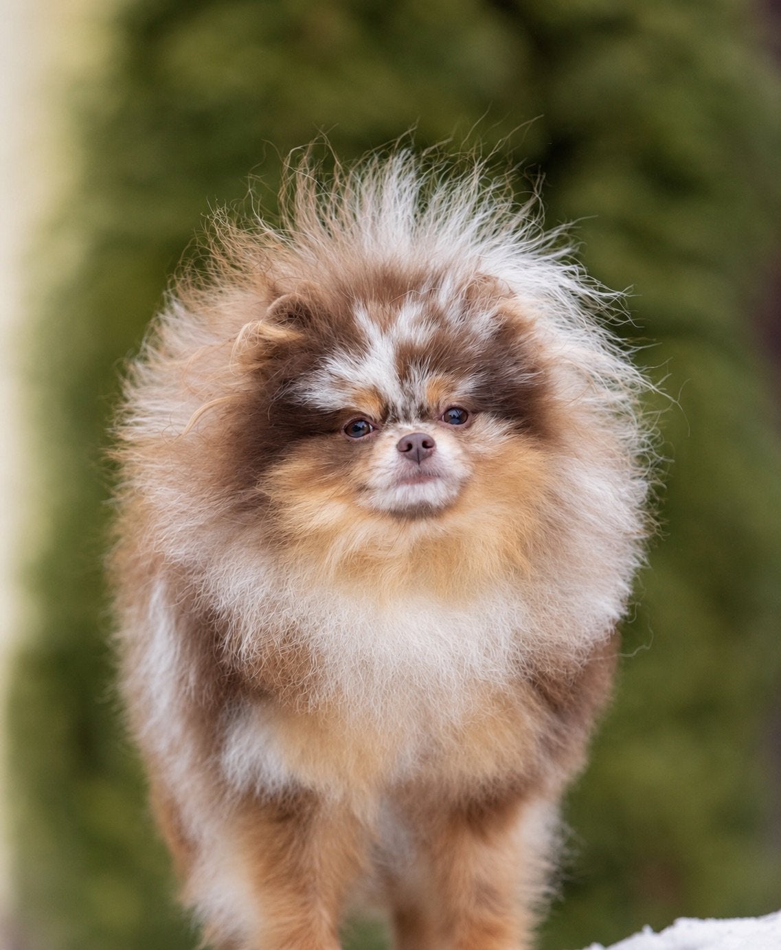 Exclusieve Geteste Merle Pomeranian / Pomeriaan Dekreu, Dieren en Toebehoren, Reu, Parvo, Eén hond, 3 tot 5 jaar