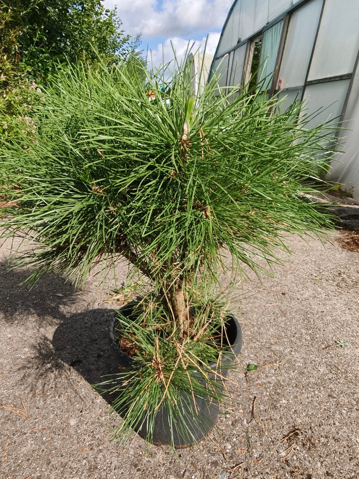 Dwergden (Pinus mugo) - Compacte naaldboom, Overige soorten, Volle zon, Vaste plant, Ophalen of Verzenden