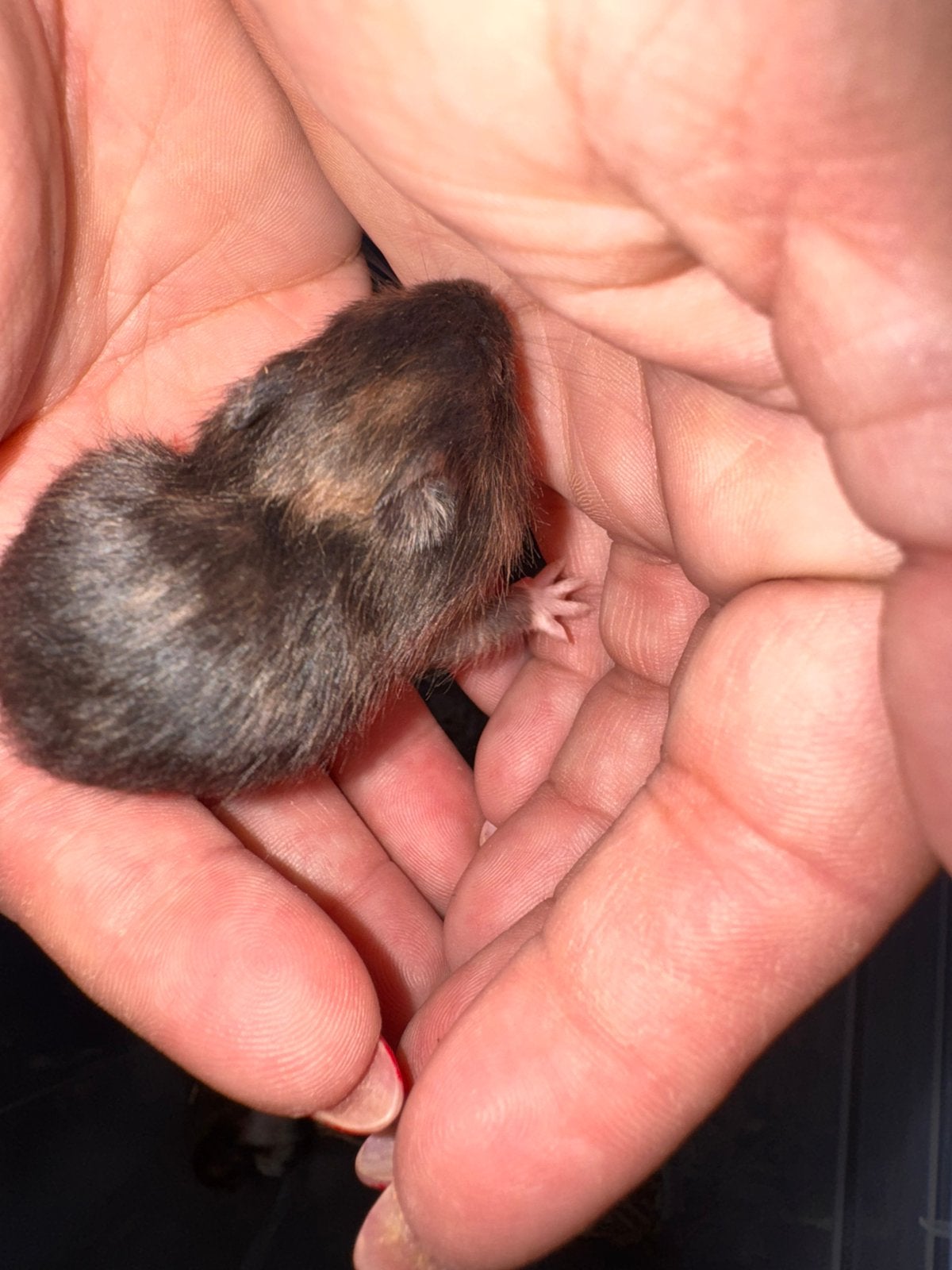Syrische zwart schildpad vrouwtje 20/8/26, Hamster, Augustus, Vrouwelijk, Tam