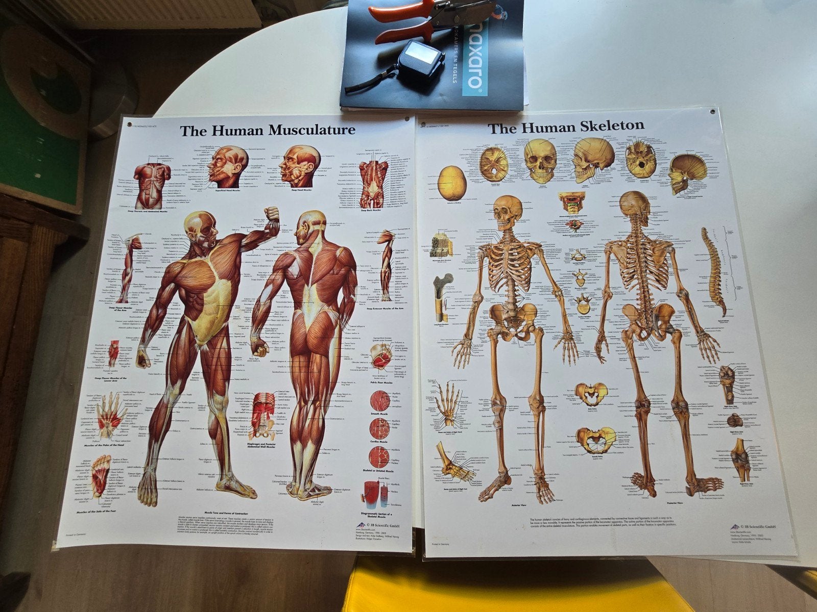Anatomische geplastificeerde posters 50x67cm, skelet & spier, Ophalen of Verzenden, Zo goed als nieuw, Overige typen