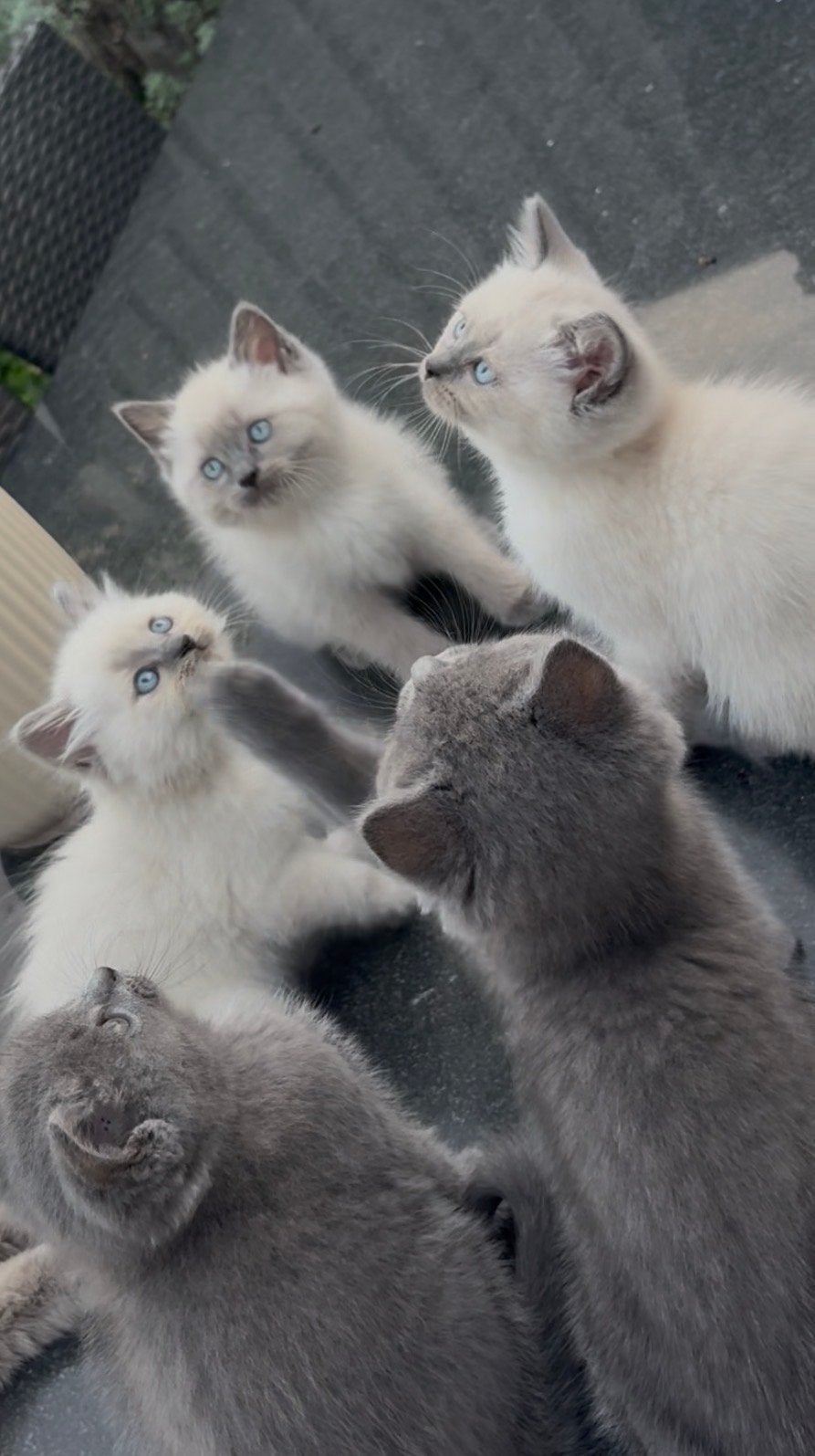 5 kittens ragdoll bluepoint  x britsekorthaar kittens, Meerdere dieren