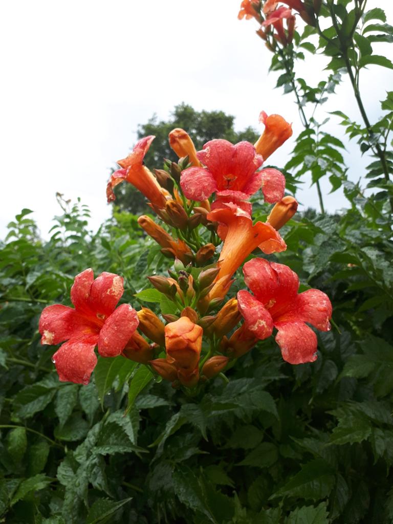 Campsis Madam van Gaalen, Tuin en Terras, Planten | Tuinplanten, Ophalen of Verzenden, Overige soorten, Volle zon