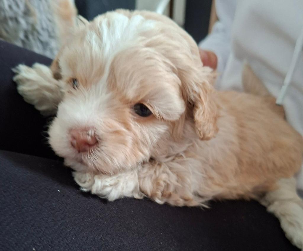 GEZOCHT.    Gezonde klein hondje/ Boomer pup niet te duur., Dieren en Toebehoren, Overige rassen, 8 tot 15 weken, Geslacht onbekend