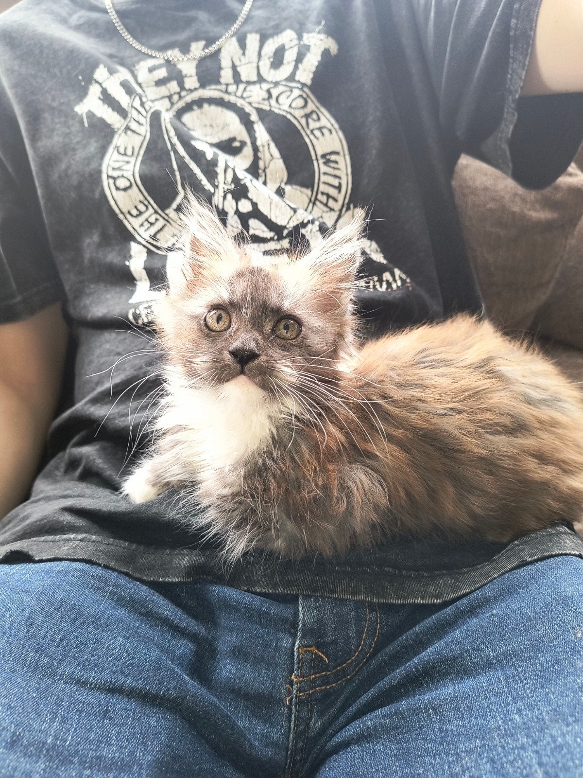 Maine Coon kitten (poesje), Dieren en Toebehoren, Poes
