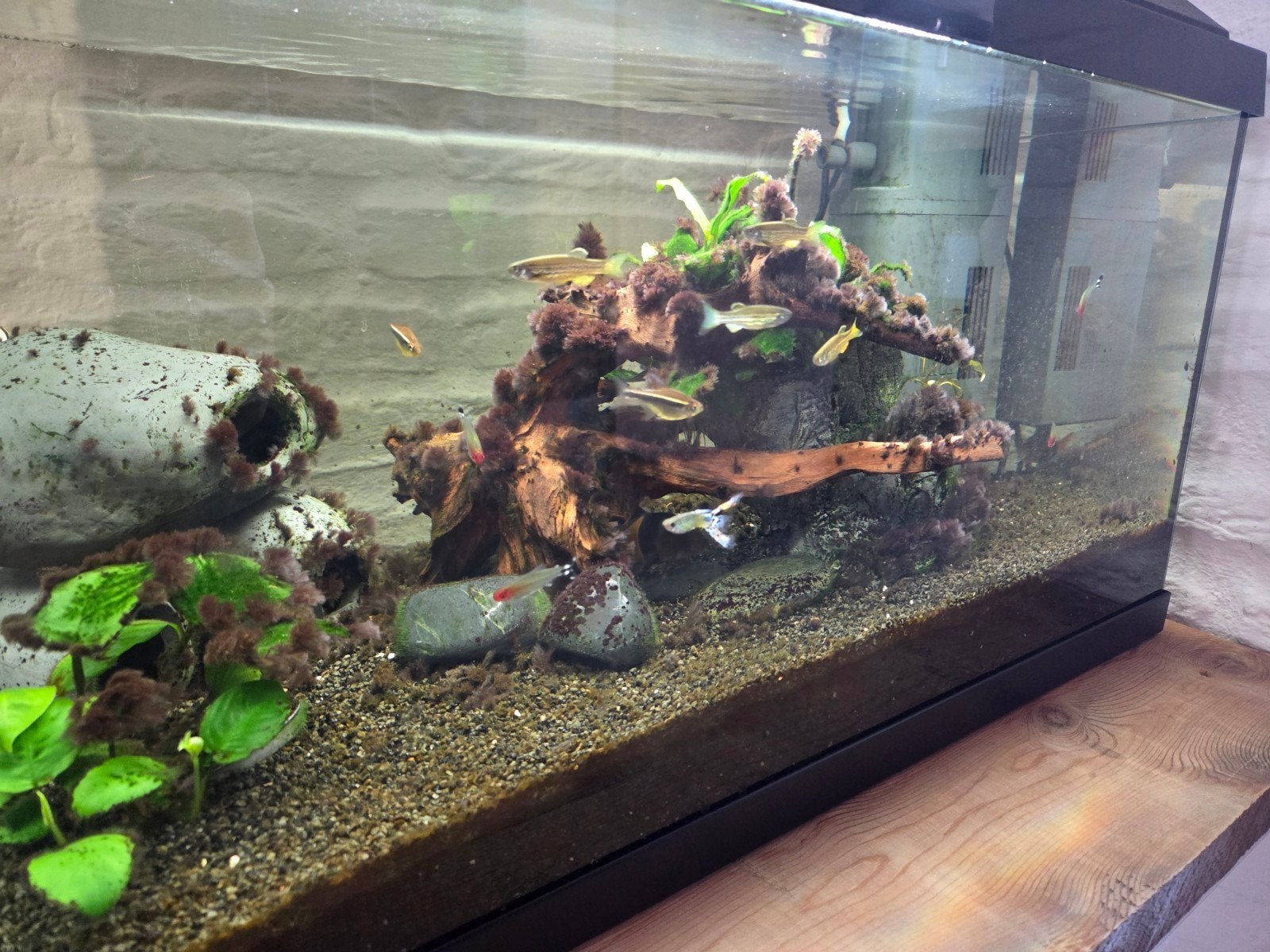 Allerlei aquarium vissen. Zonder aquarium, Vis