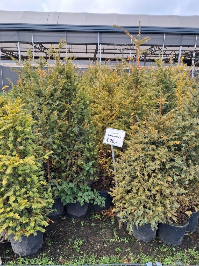 Grote partij Taxus Baccata 120-160 cm hoog pot gekweekt, Ophalen of Verzenden, Taxus, Struik, 100 tot 250 cm
