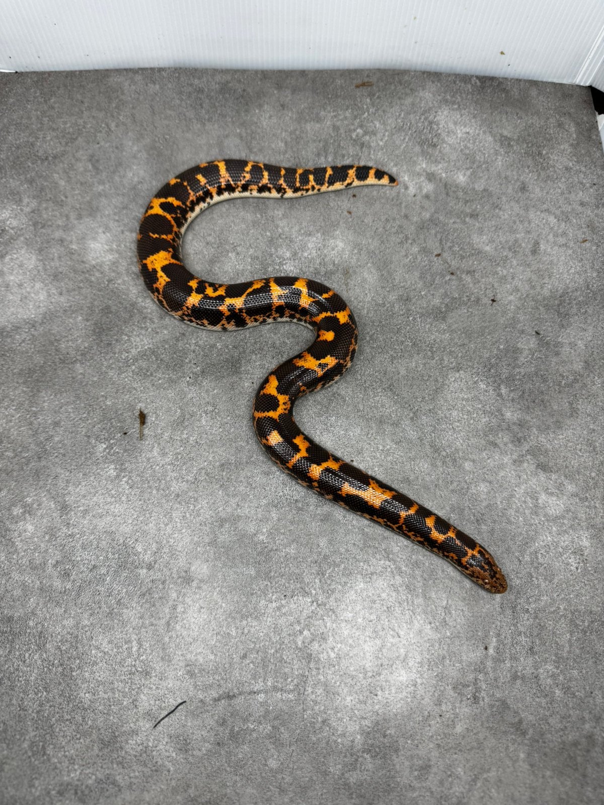 Eryx colubrinus keniaanse zandboa 1-0 Reticulated Python - unknown for sale from mark