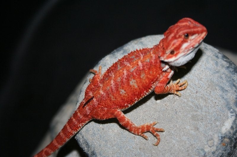 Baardagamen "Bleu Tiger Hypo Red" Bearded Dragons, Dieren en Toebehoren, Reptielen en Amfibieën, Hagedis, Tam, 0 tot 2 jaar