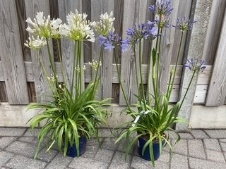 Afrikaanse lelie (Agapanthus), Tuin en Terras, Volle zon, Vaste plant, Zomer, Ophalen