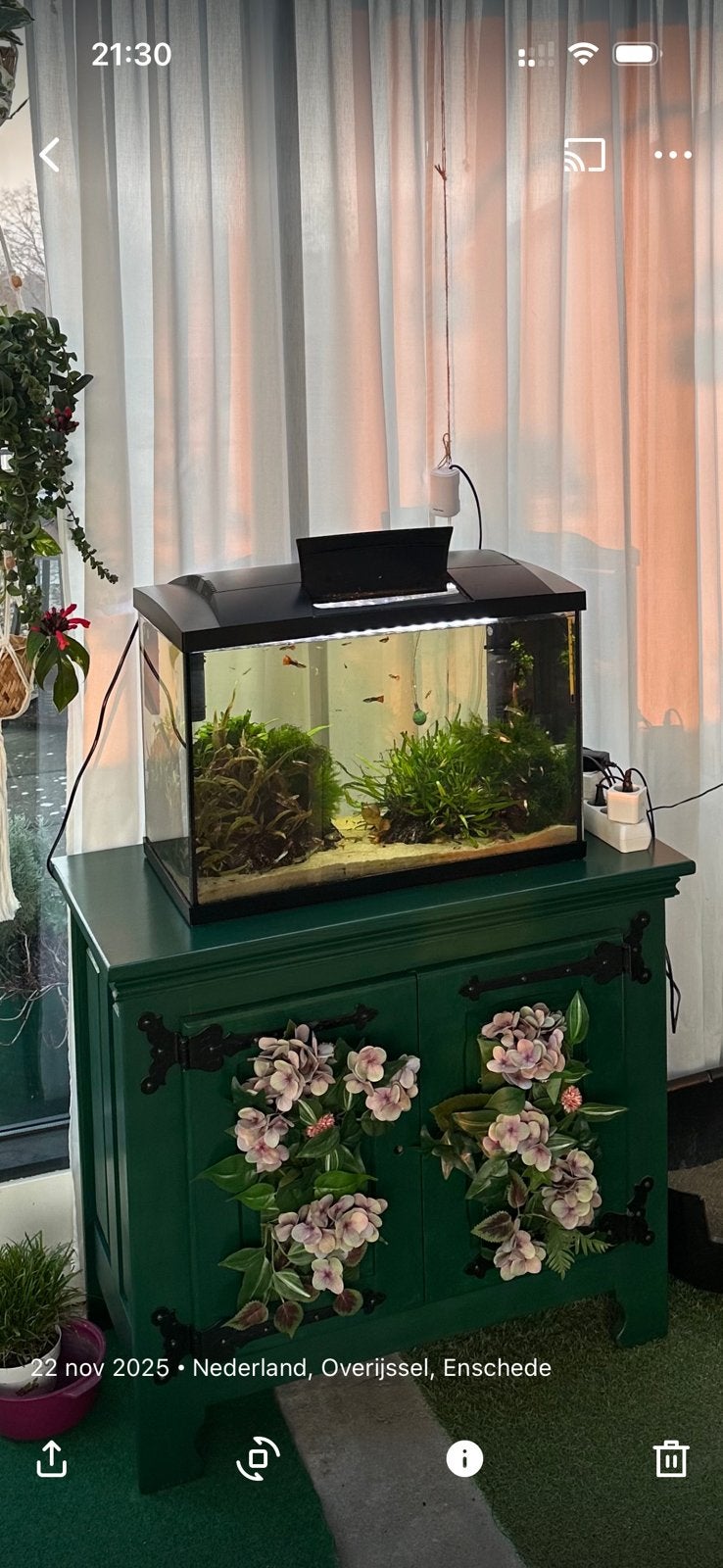Compleet aquarium met inhoud / 63 l, Ophalen, Zo goed als nieuw, Gevuld zoetwateraquarium