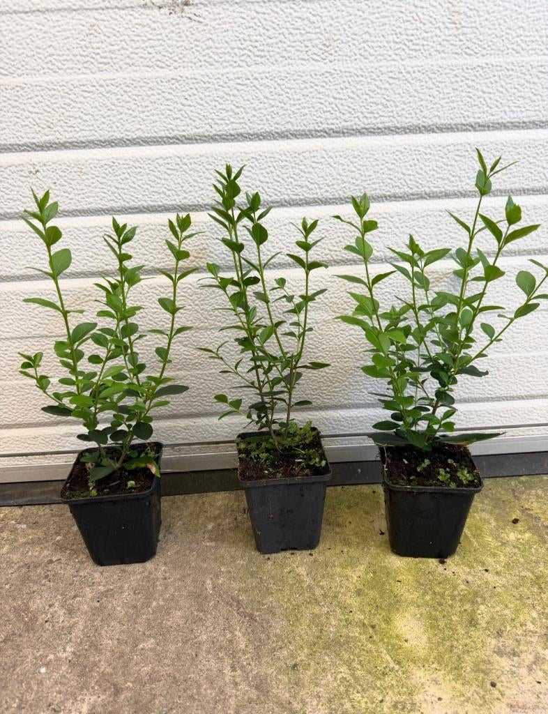 iguster groenblijvend mooi vertakt 20/30 cm € 0,75, Ophalen, Overige soorten, Minder dan 100 cm