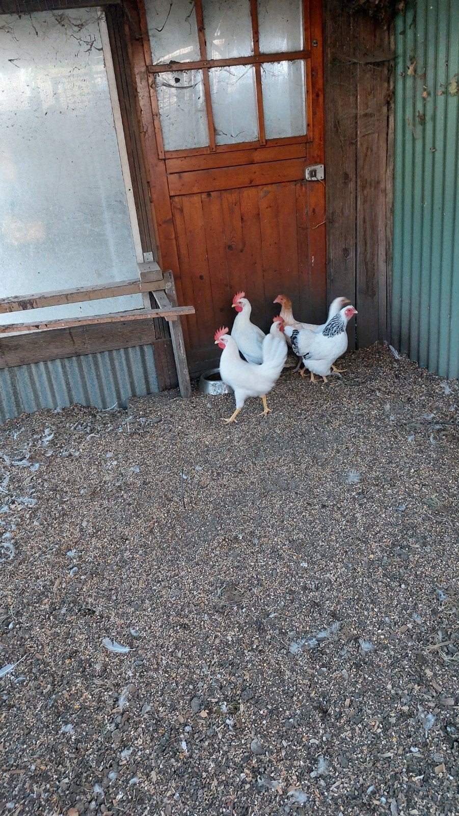 Witte hanen, Dieren en Toebehoren, Pluimvee, Mannelijk, Kip