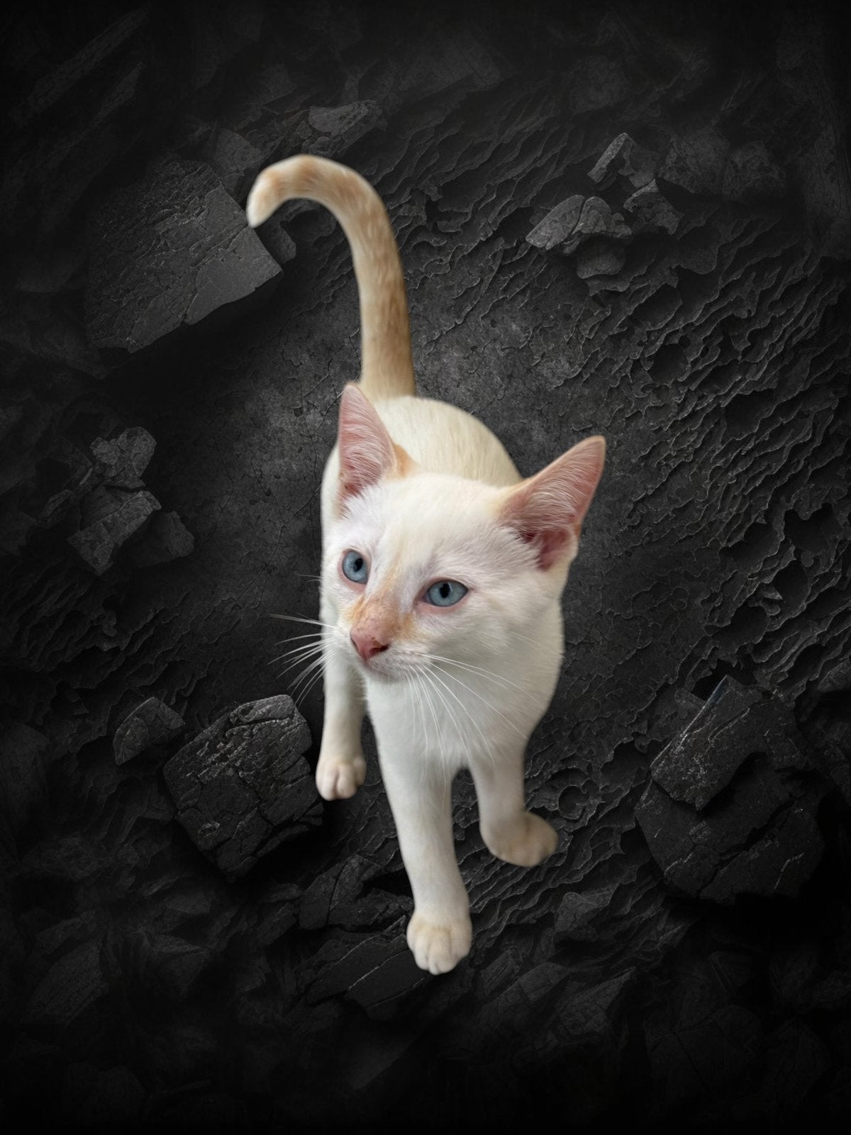 Lieve toyger kruising kittens, Kater, Ontwormd, 0 tot 2 jaar