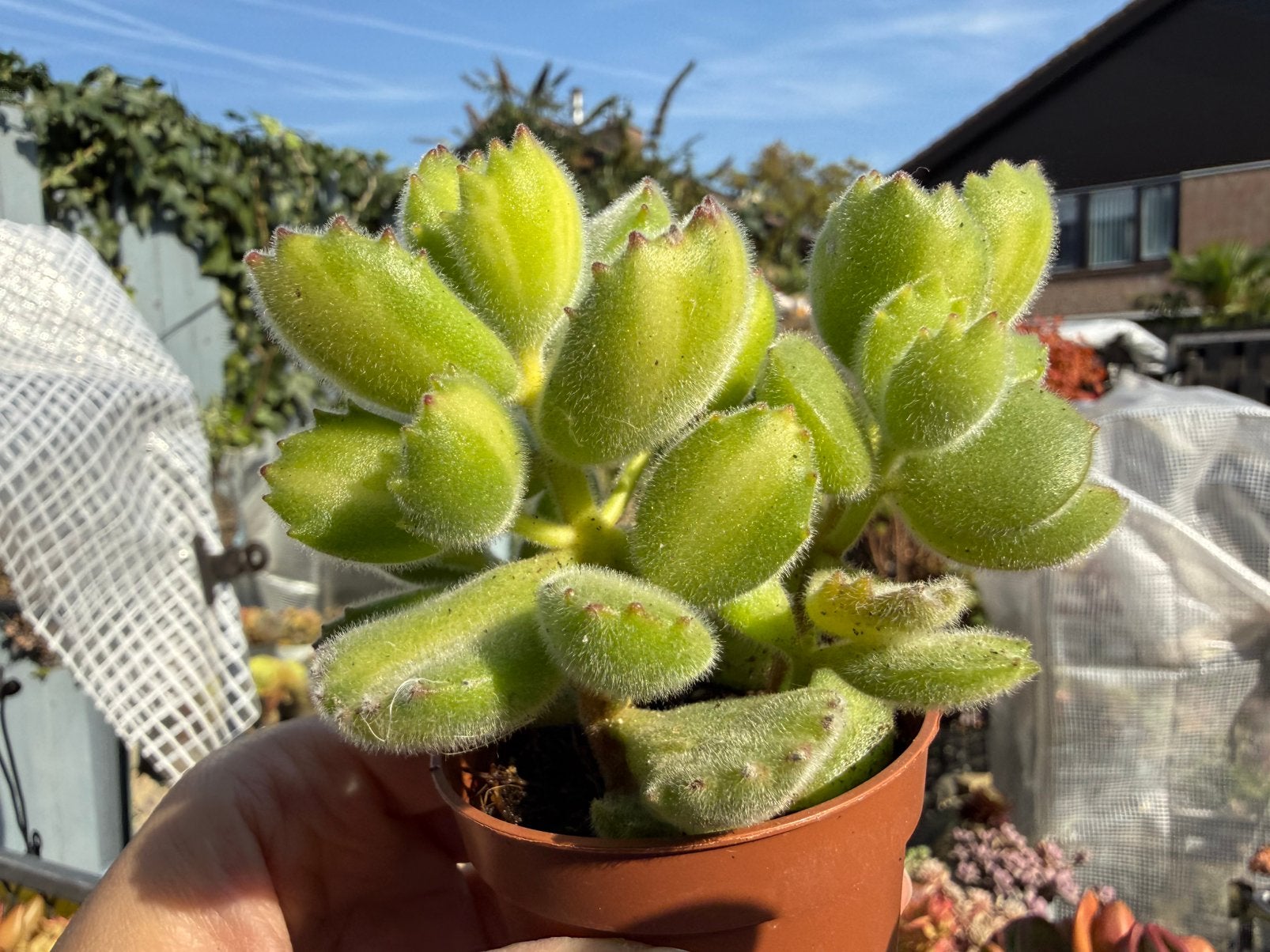 Cotyledon ladismithiensis f. variegata/pot 5cm/vetplant, Ophalen of Verzenden, Halfschaduw, Minder dan 100 cm
