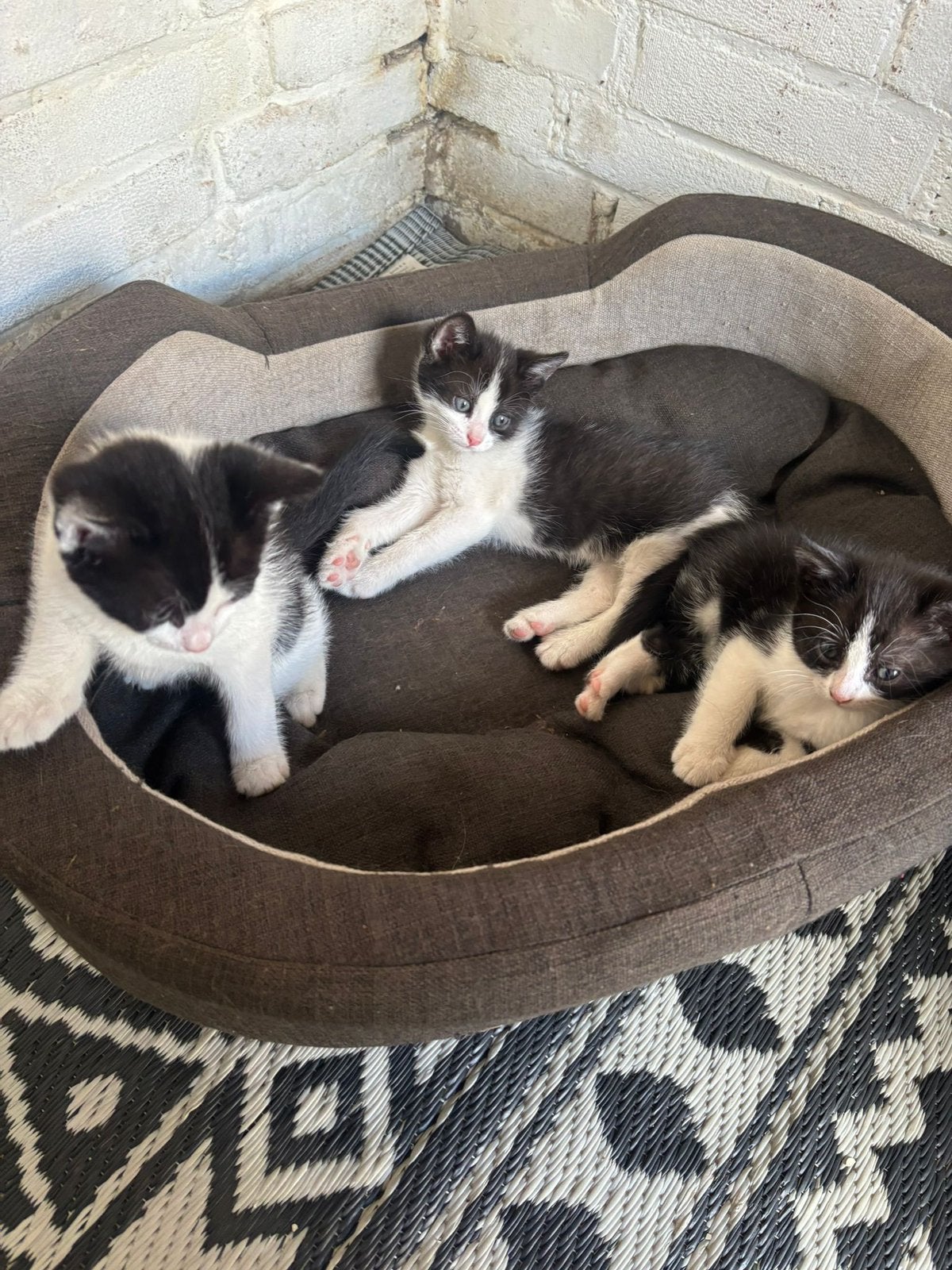 Kittens, Meerdere dieren