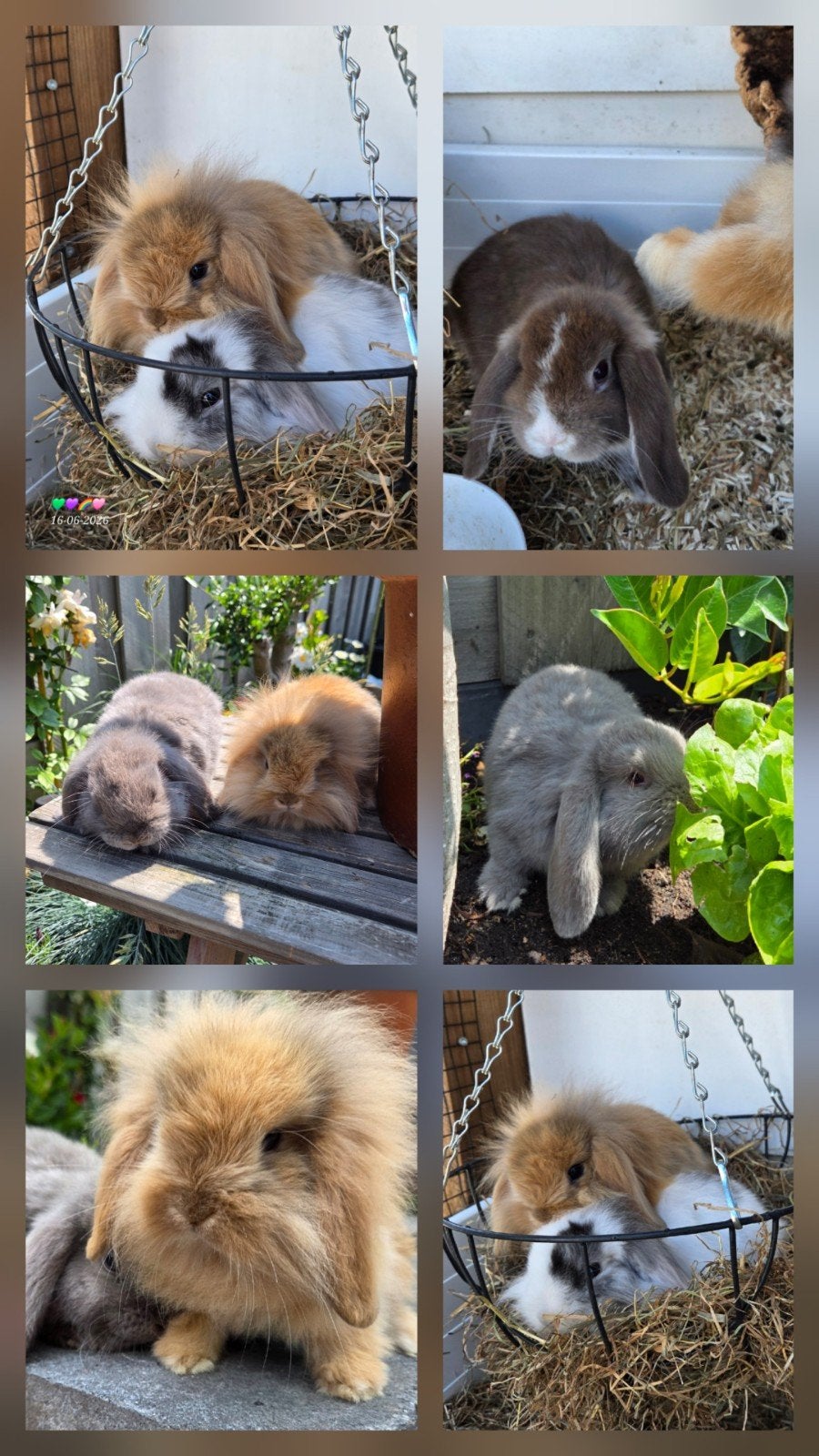 Minilop x nhd hangoortjes baby's, Meerdere dieren, Dwerg