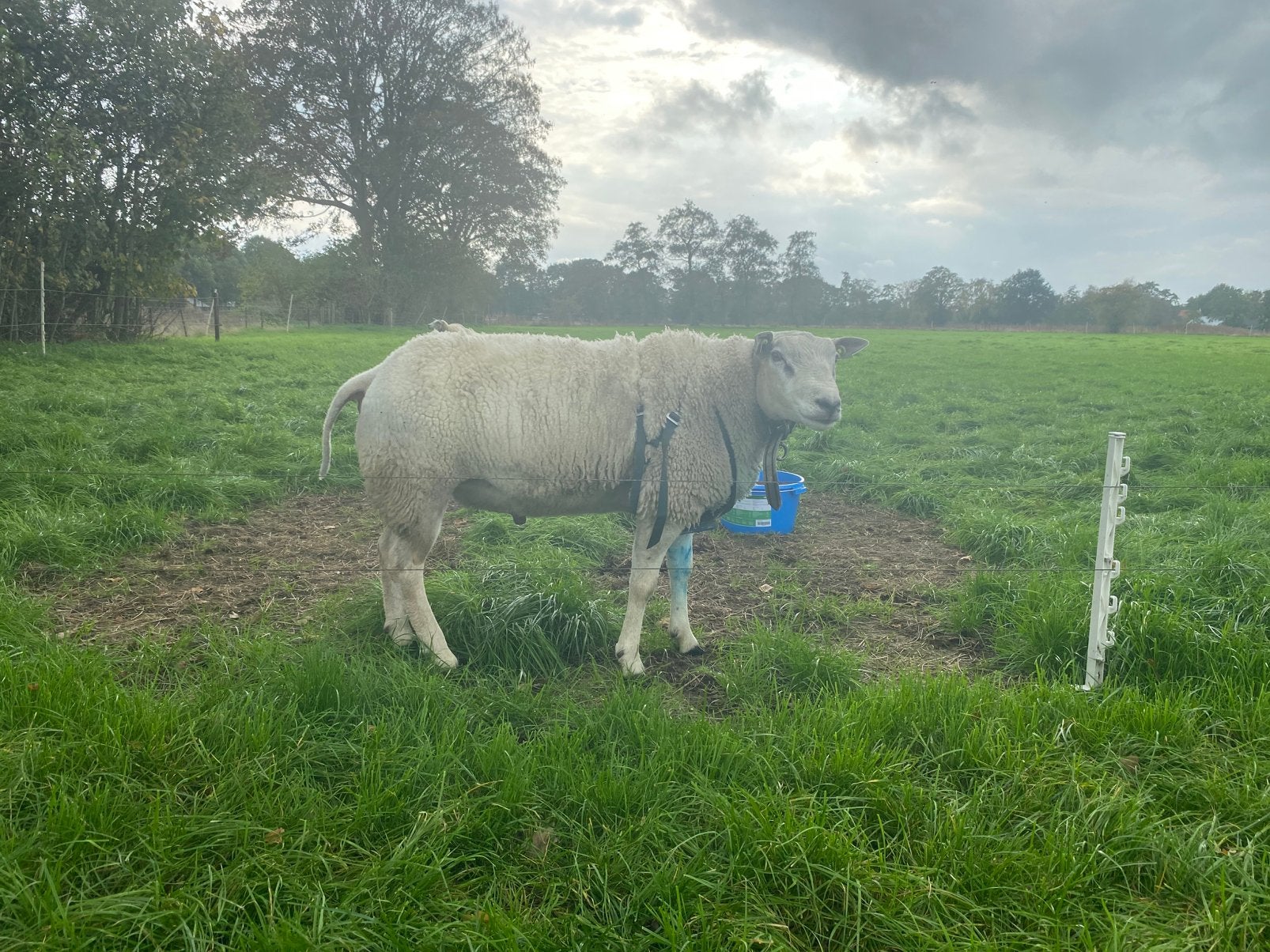 Te koop / ruilen overjarige swifter ram