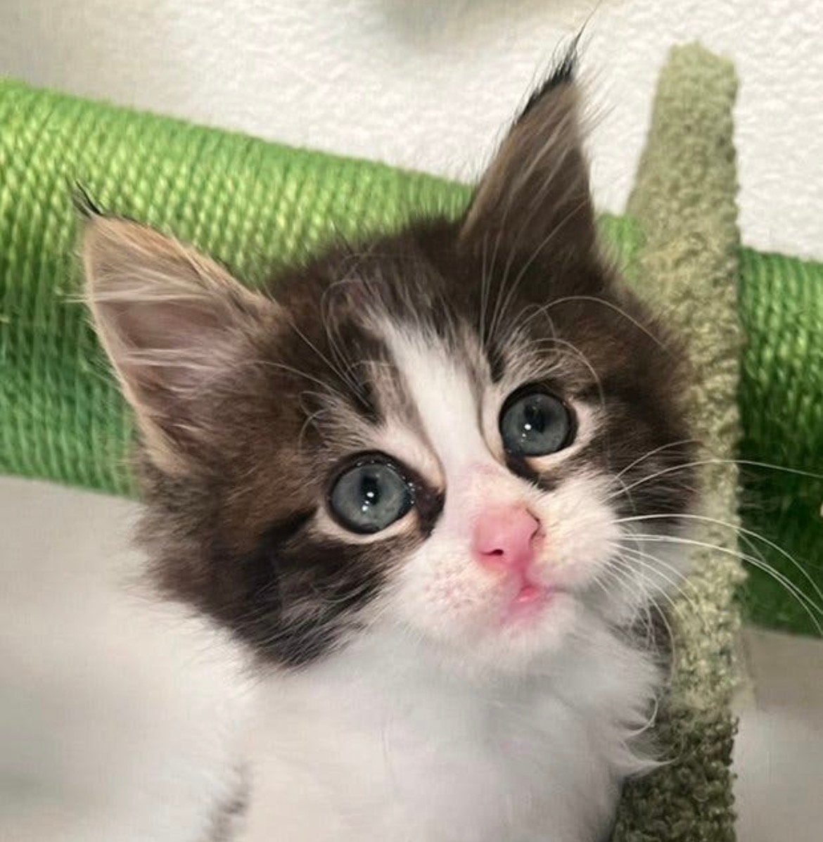 Maine Coon X kitten poesjes, Dieren en Toebehoren, Katten en Kittens | Raskatten | Korthaar, Poes
