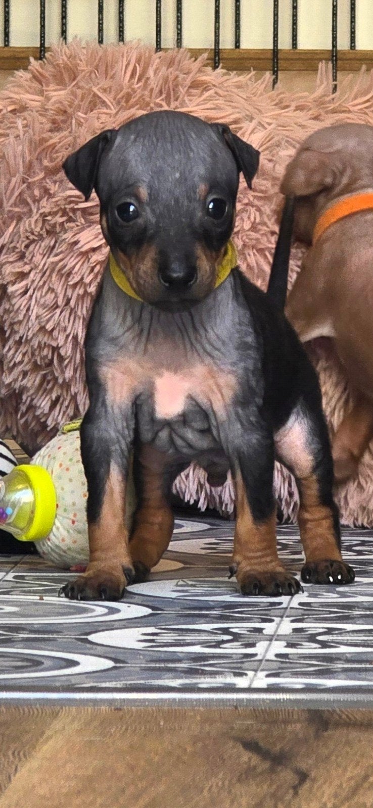 American Hairless Terriër/ Amerikaanse Naakthond, Overige rassen, 8 tot 15 weken, Meerdere, Meerdere dieren