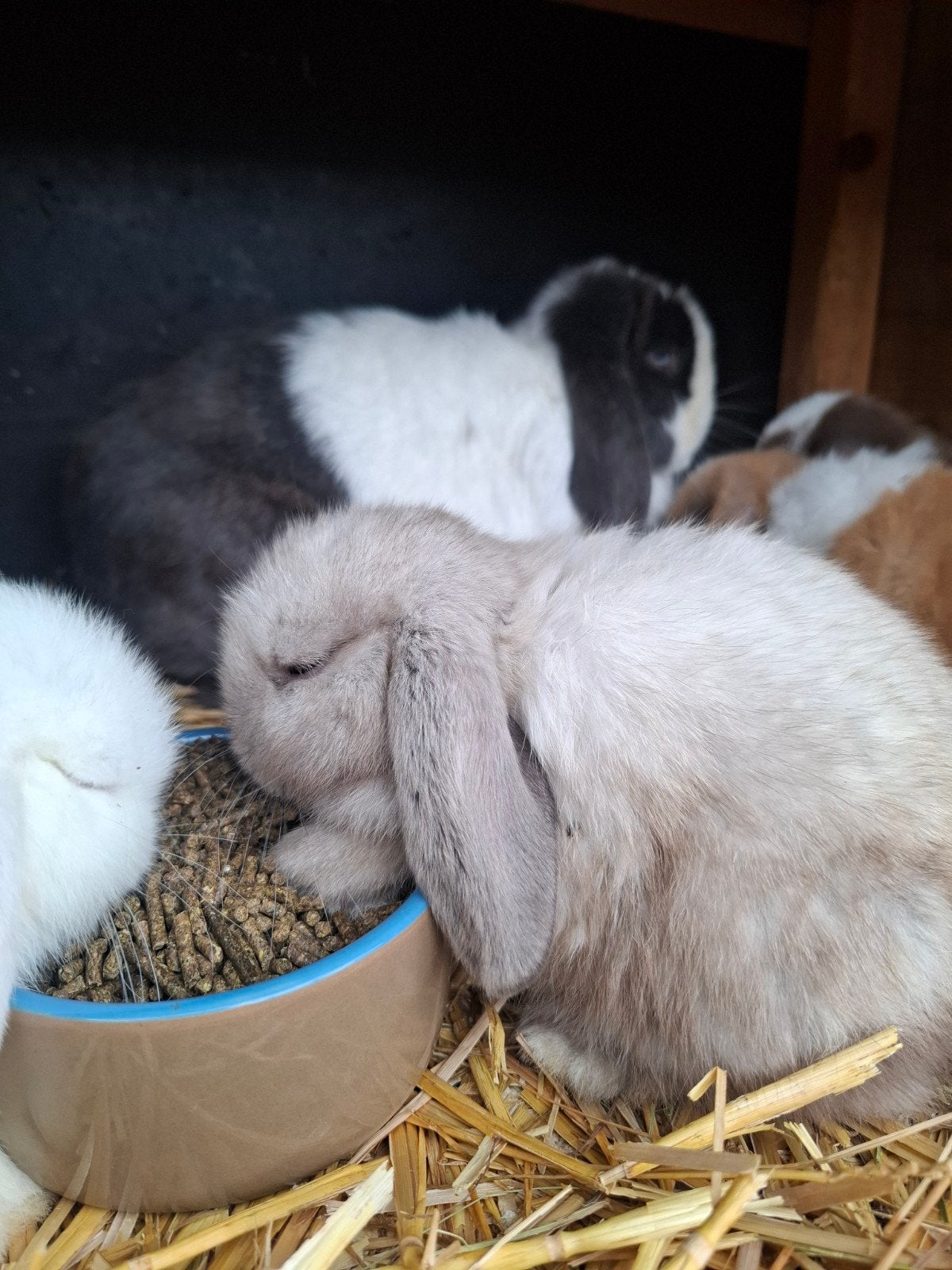 Mini lop konijntjes, Ophalen