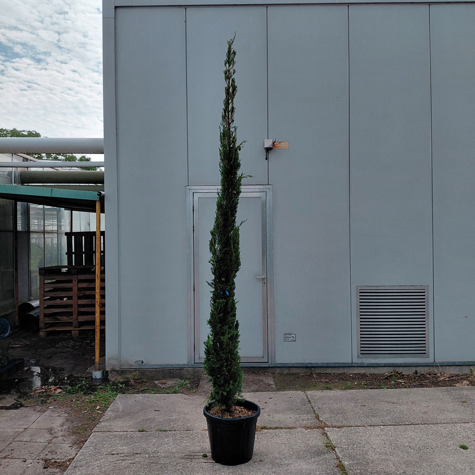Cupressus sempervirens 250-300 cm | Cipres, Volle zon, Vaste plant, Bloeit niet, Ophalen