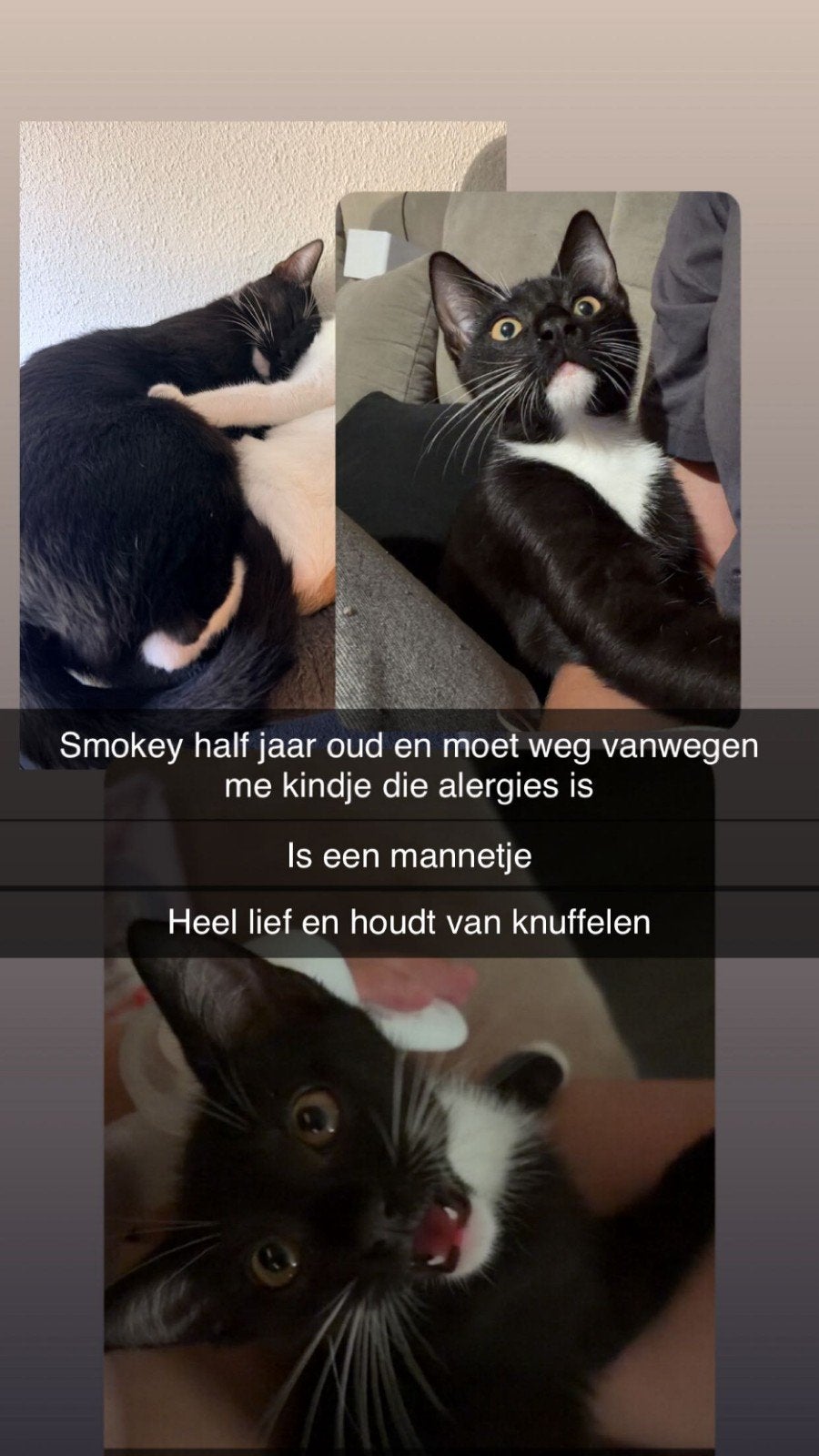 lieve kitten 6 maandjes oud, Kater, 0 tot 2 jaar
