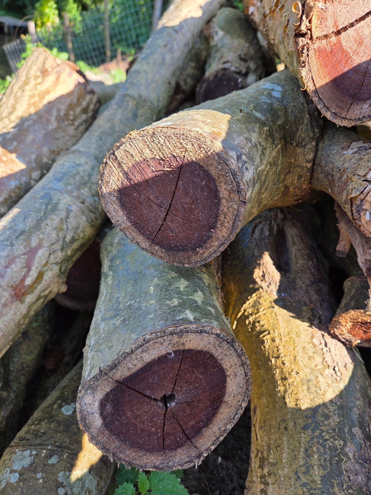Gouden Regen hout: stammen en takken voor draaiwerk, Ophalen