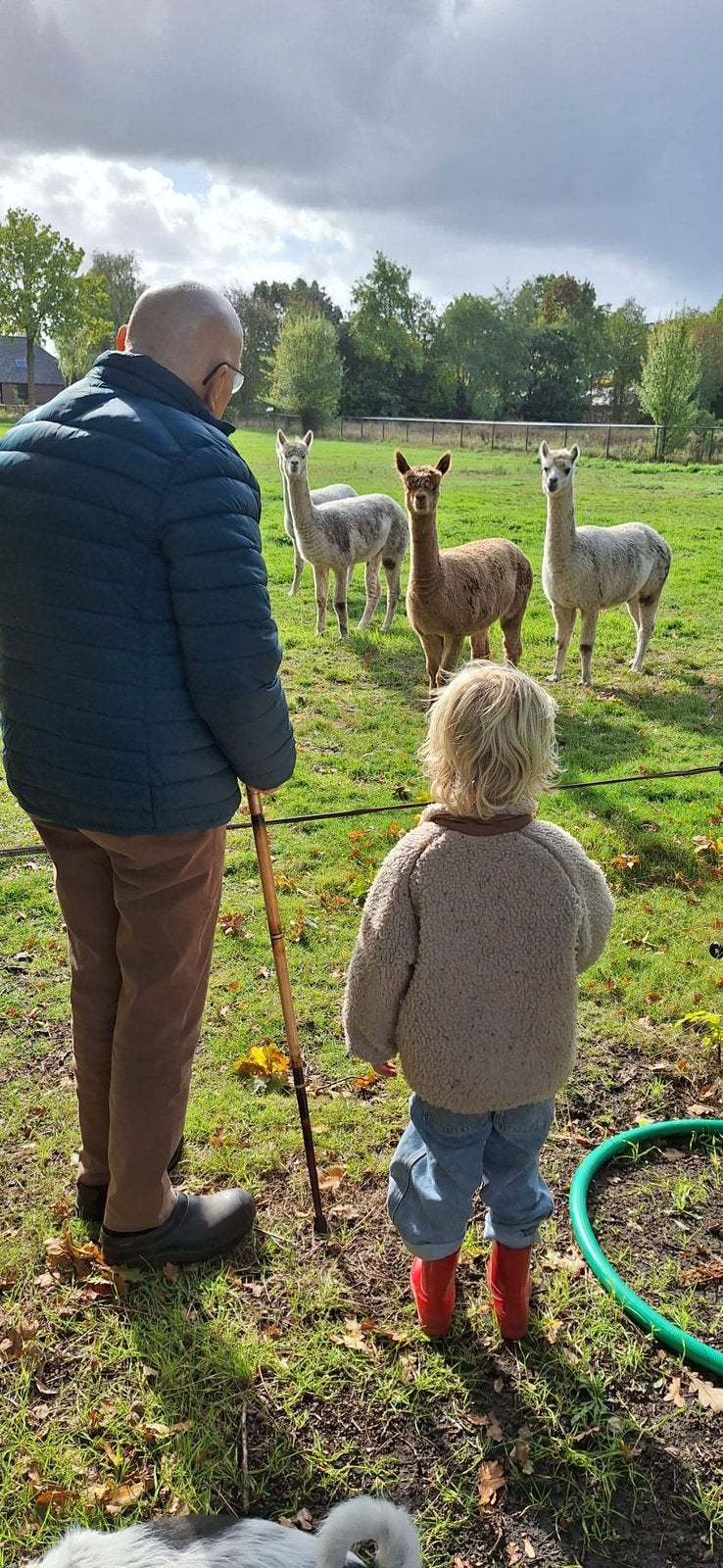 4 lieve alpaca merries te koop, Dieren en Toebehoren, Overige Dieren, Juli, Vrouwelijk