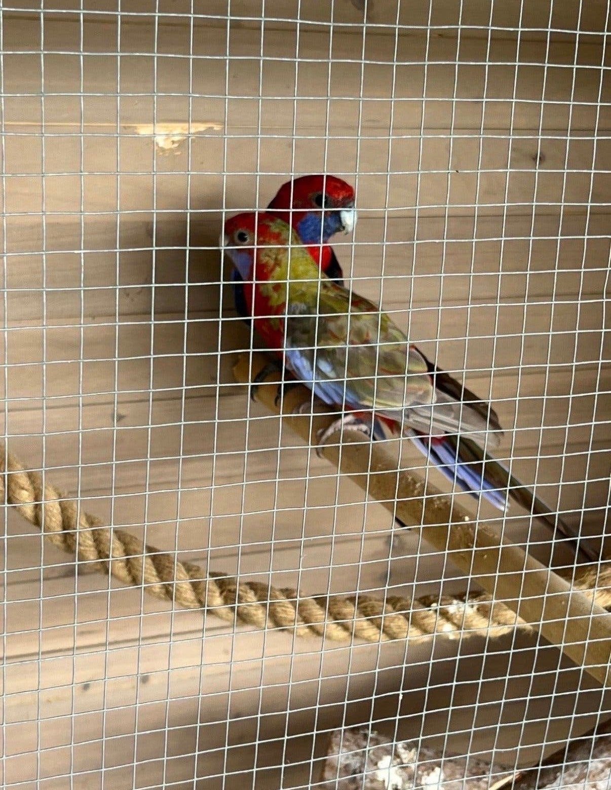 Pennant rosella, Dieren en Toebehoren