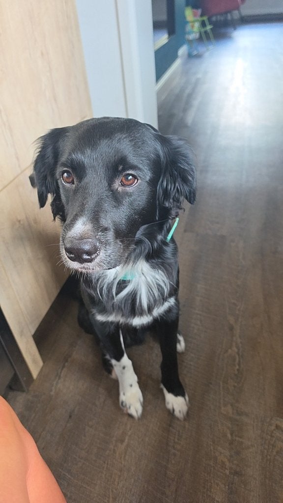 Hele lieve gezinshond, Dieren en Toebehoren, Honden | Niet-rashonden, Reu, 1 tot 2 jaar, Parvo, Eén hond