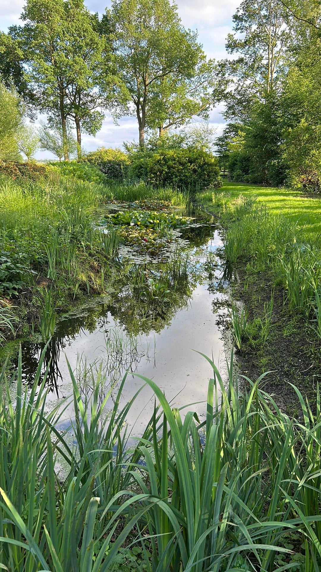 Ruimte voor vissen, graskapers vijvervissen, Ophalen, Overige soorten, Volle zon