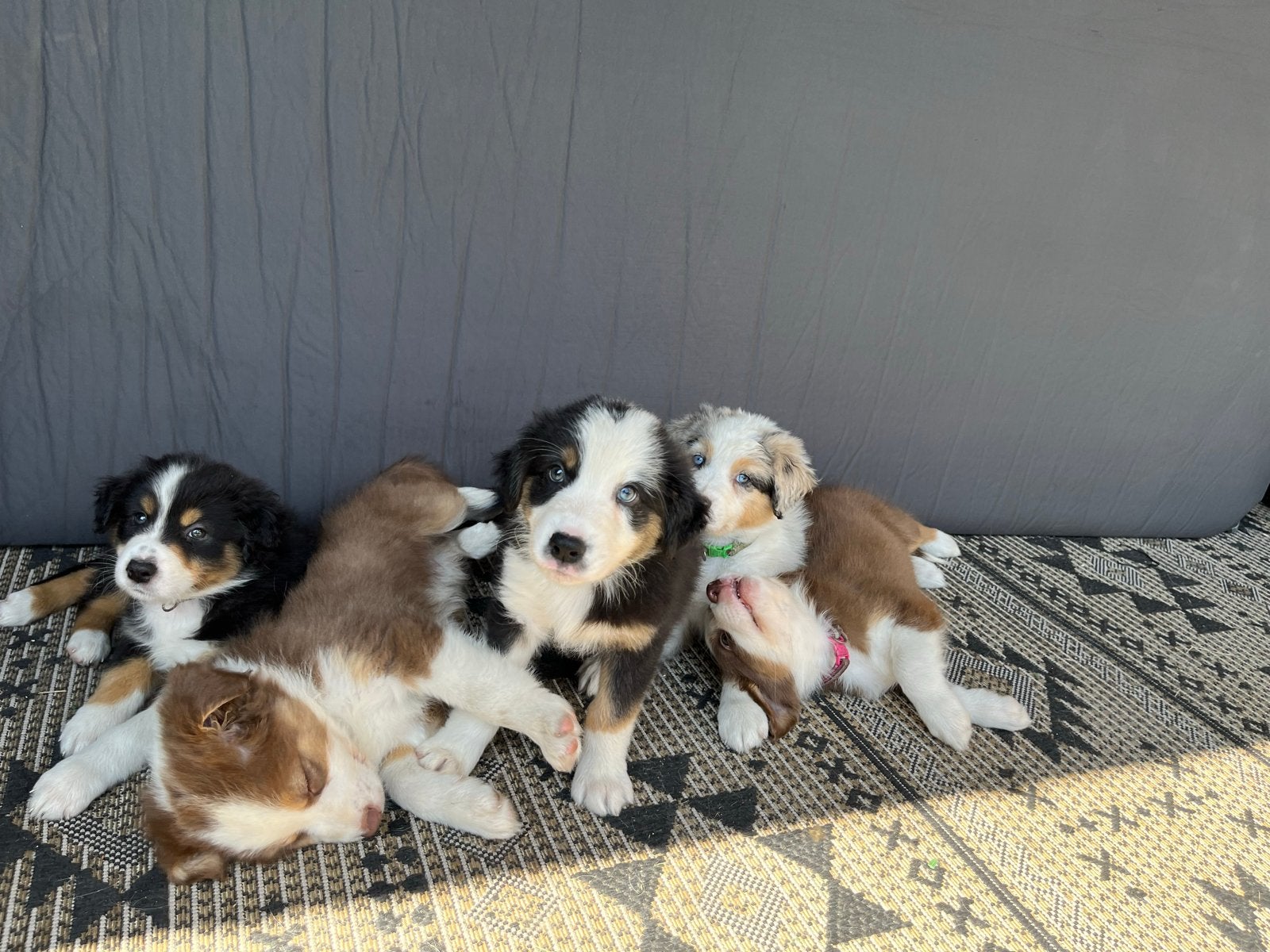 Australian shepherd puppy’s, Dieren en Toebehoren, Parvo, 8 tot 15 weken, Meerdere, Meerdere dieren