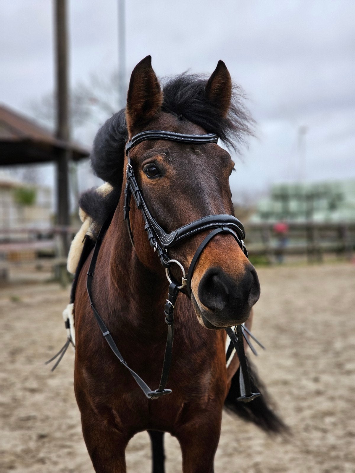 Spaanse merrie, paard, Dieren en Toebehoren, Paarden, Merrie, Recreatiepaard