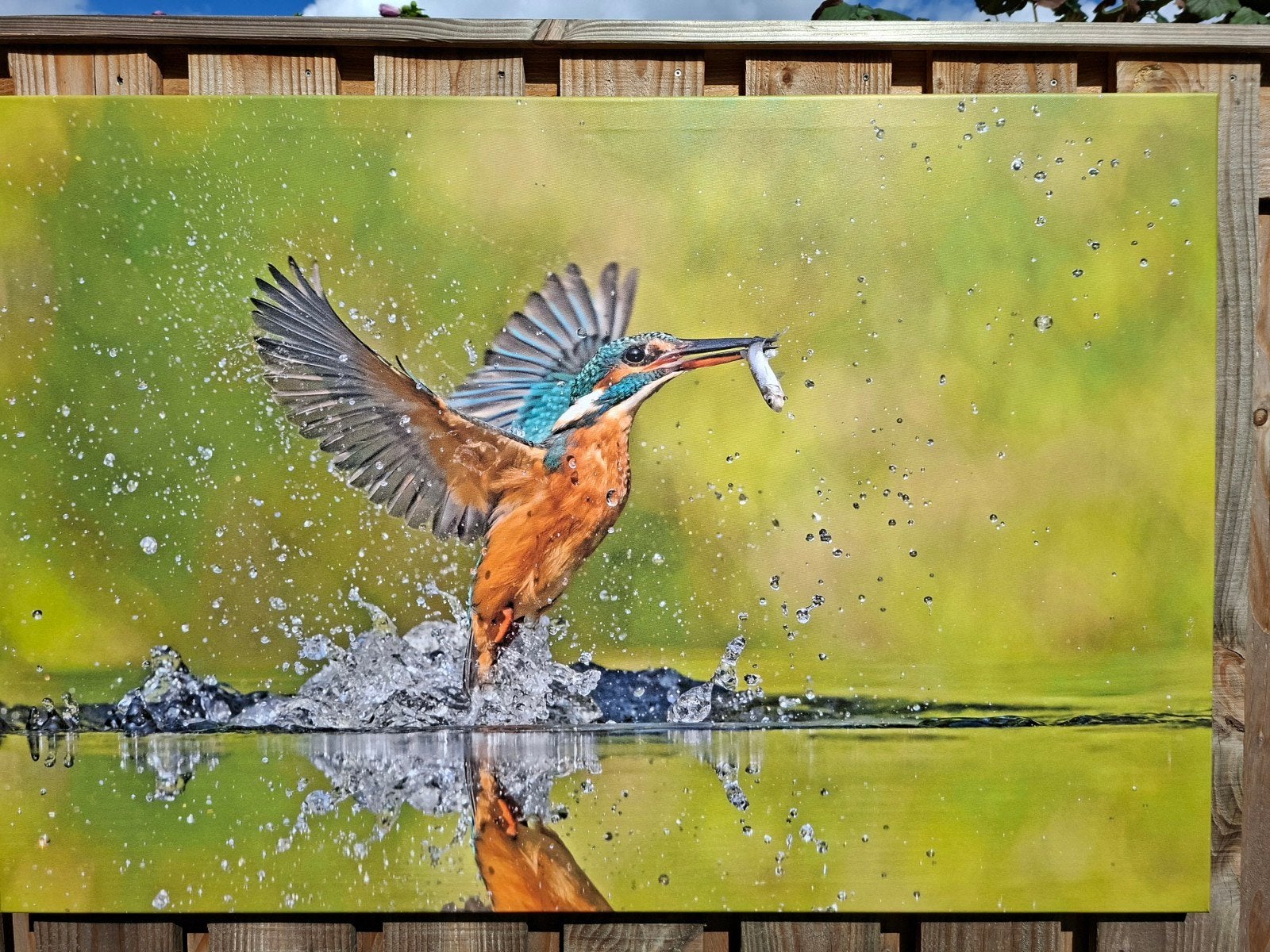 Natuurfotografie IJsvogel met vis op doek - 120x80 cm, Ophalen, Reproductie, Print/reproductie, Met ophangsysteem