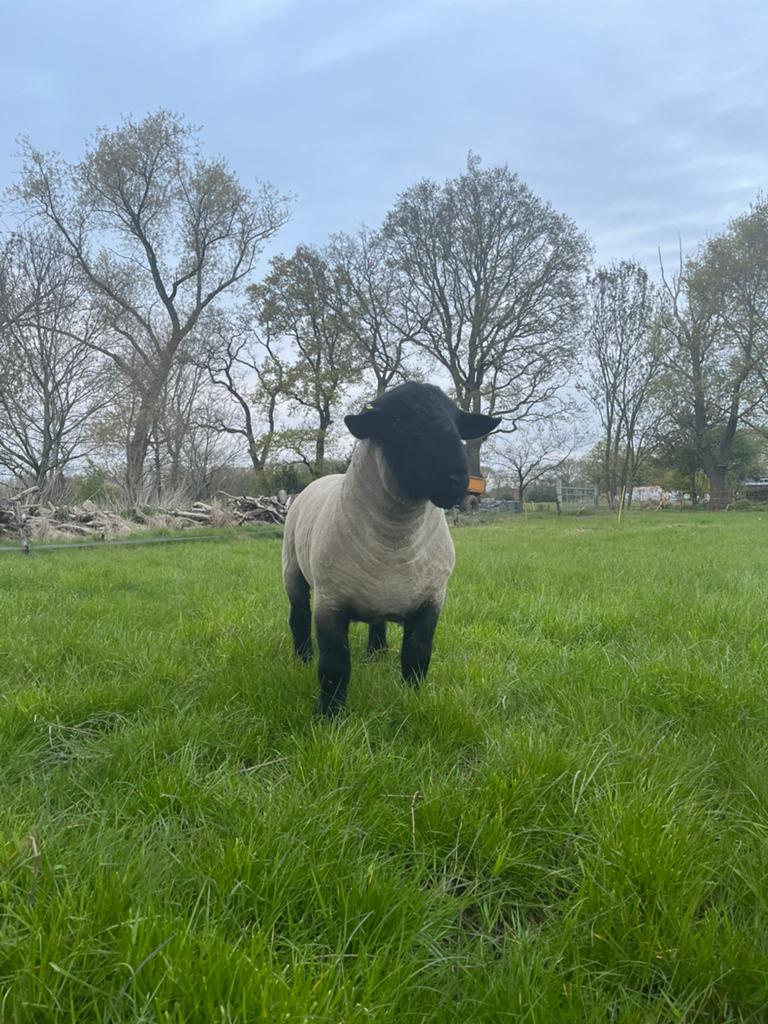 Suffolk stamboek ramlammeren te koop, Dieren en Toebehoren, Schapen, Geiten en Varkens, Mannelijk, Schaap