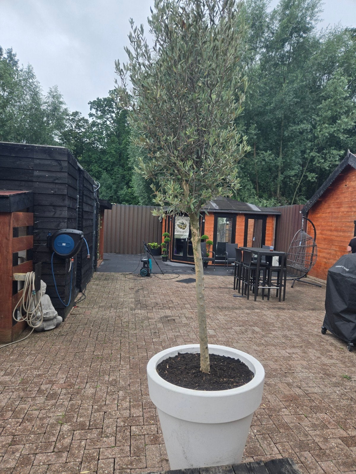 te koop 2 olijfbomen met bak, Volle zon, Ophalen of Verzenden, Lente, 100 tot 250 cm