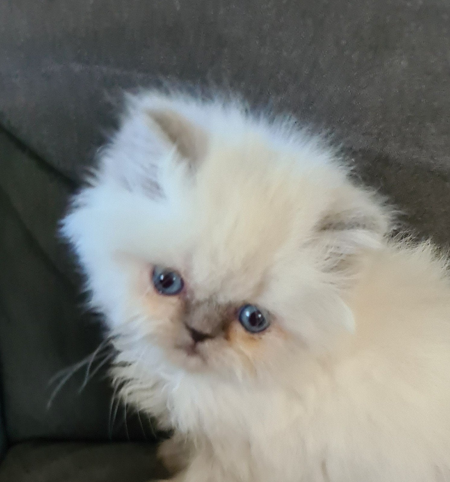 Prachtig Perzisch kittentje (katertje) geb.31 aug. te koop., Kater, Met stamboom