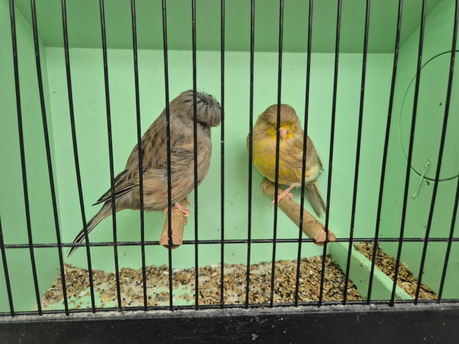 gloster kanaries, Dieren en Toebehoren, Meerdere dieren, Kleurkanarie