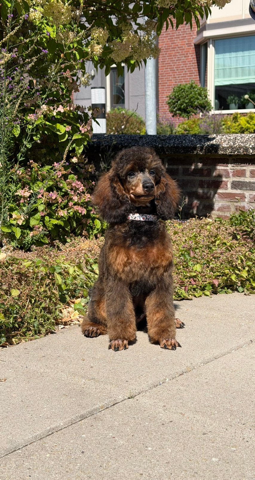2 Prachtige redsable Dwergpoedel pups beschikbaar, Poedel, Parvo, 8 tot 15 weken, Meerdere