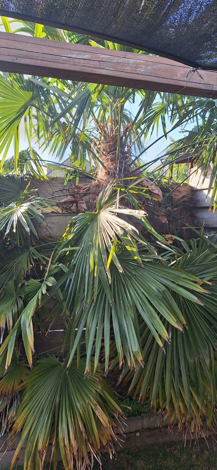 Palmboom, Ophalen of Verzenden, Gehele jaar, Volle zon