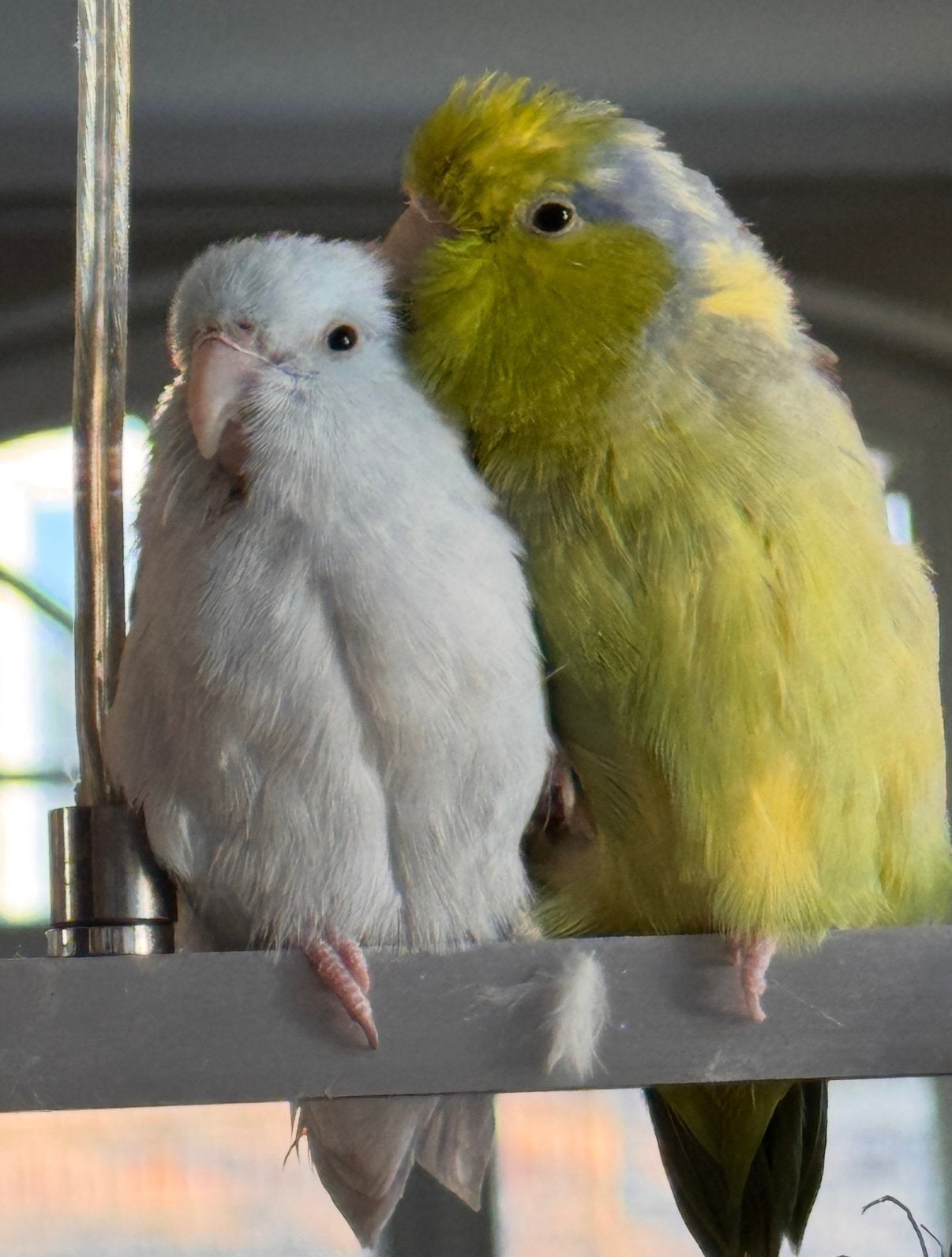 2 x zeer mooie Forpussen te koop!, Meerdere dieren, Papegaai, Tam