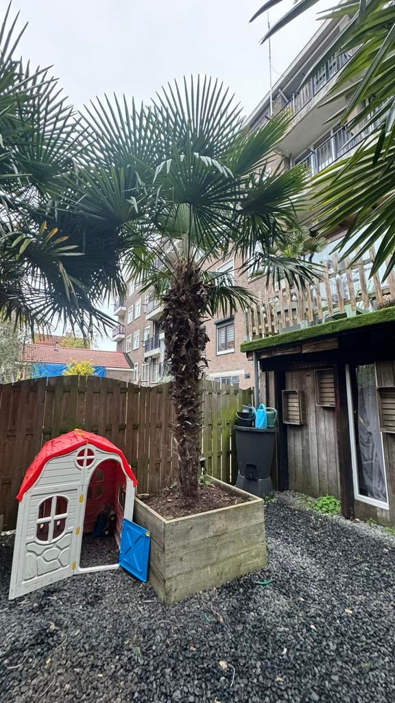 palm boom te koop, Tuin en Terras, Planten | Bomen, Bloeit niet, 100 tot 250 cm, Palmboom, Ophalen