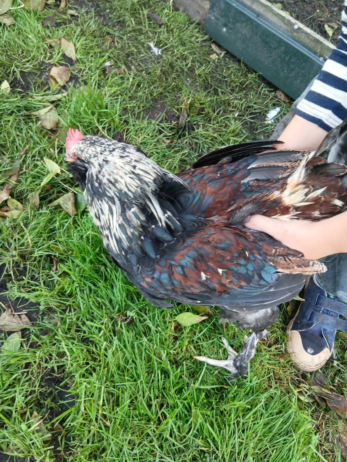 mooie faverolle haan en leghaantje, Dieren en Toebehoren, Mannelijk, Kip